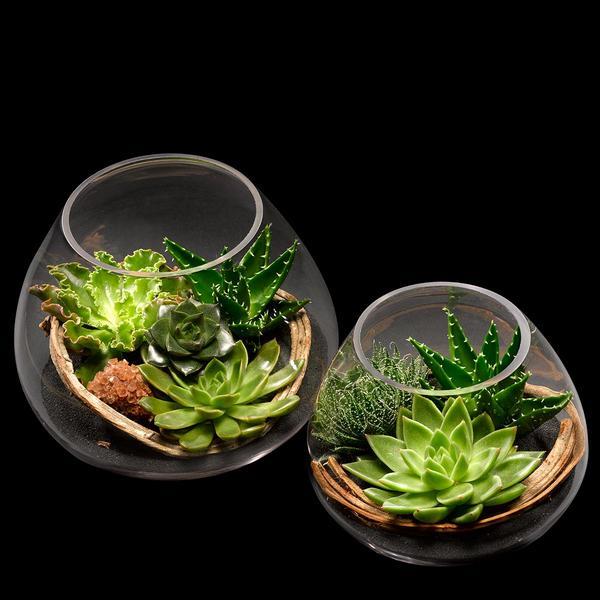 succulent terrarium ideas stylish home accessories indoor decoration