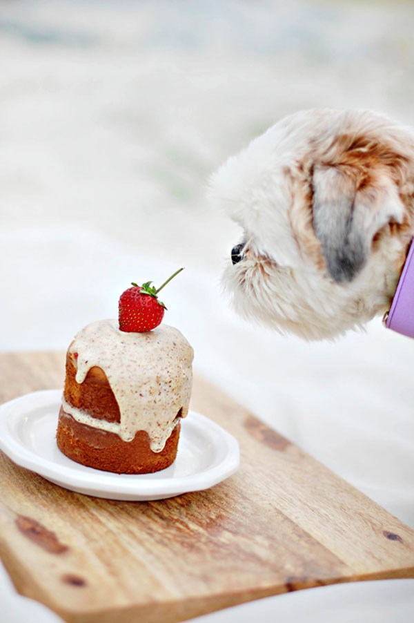 sweet cakes for dogs birthday