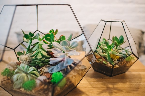 table decorating ideas terrariums with succulents