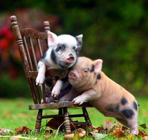 what-do-you-need-to-know-about-pot-bellied-piglets