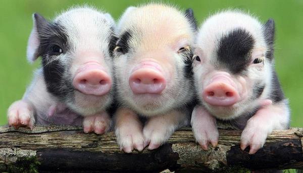 what is the difference between pot belly pigs and teacup pigs