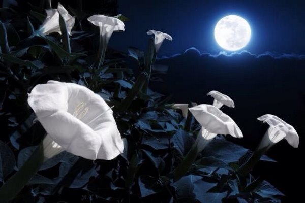 Moonflower Ipomoea alba night blooming flowers species