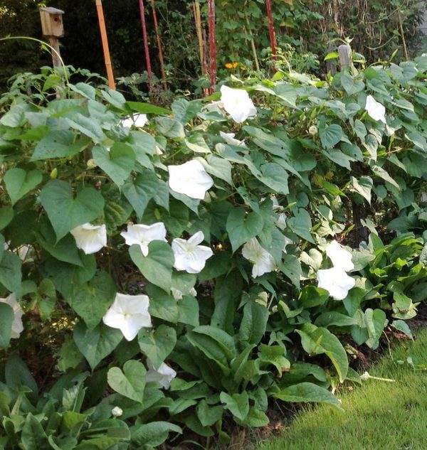garden privacy hedge ideas Moonflower moon vine
