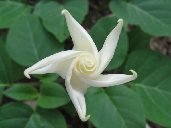 nocturnal flowers tropical white morning glory