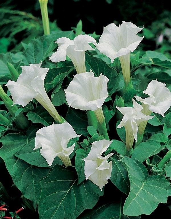 what do you need to know about tropical white morning glory