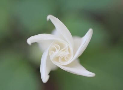 what-fo-you-need-to-know-about-Moonflower