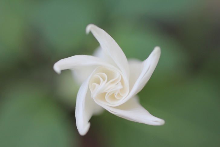 what do you need to know about Moonflower