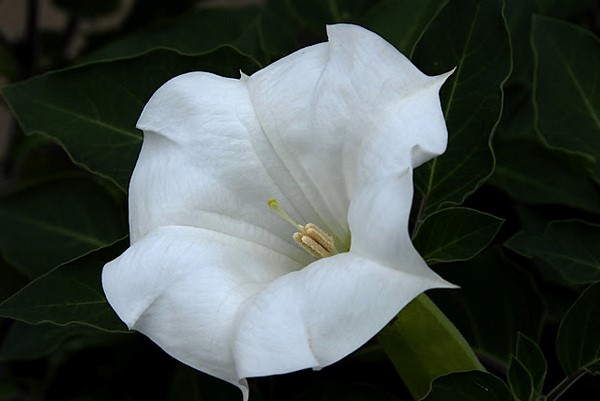 white flowers blooming at night moonflower full bloom