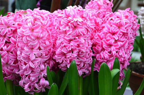 Hyacinth Pink Pearl amazing spring flowers
