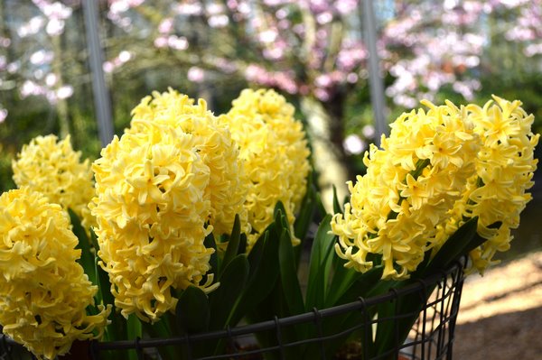 Hyacinth varieties Yellow Queen