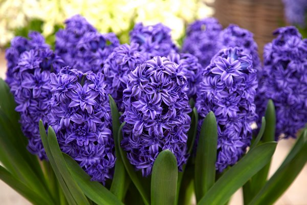 Hyacinth varieties colors Royal Navy Blue