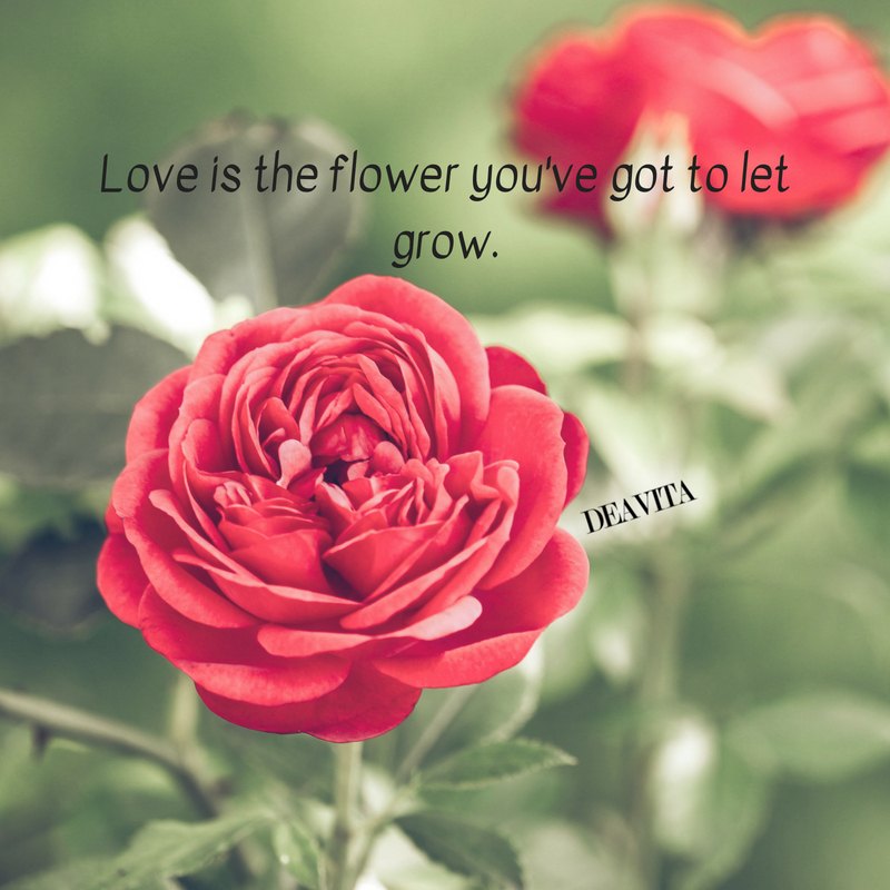 Love flower short quotes and cards beautiful photos