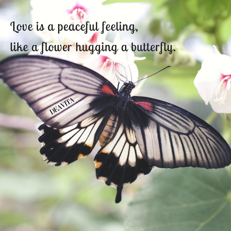 Love is a peaceful feeling beautiful cards with short quotes