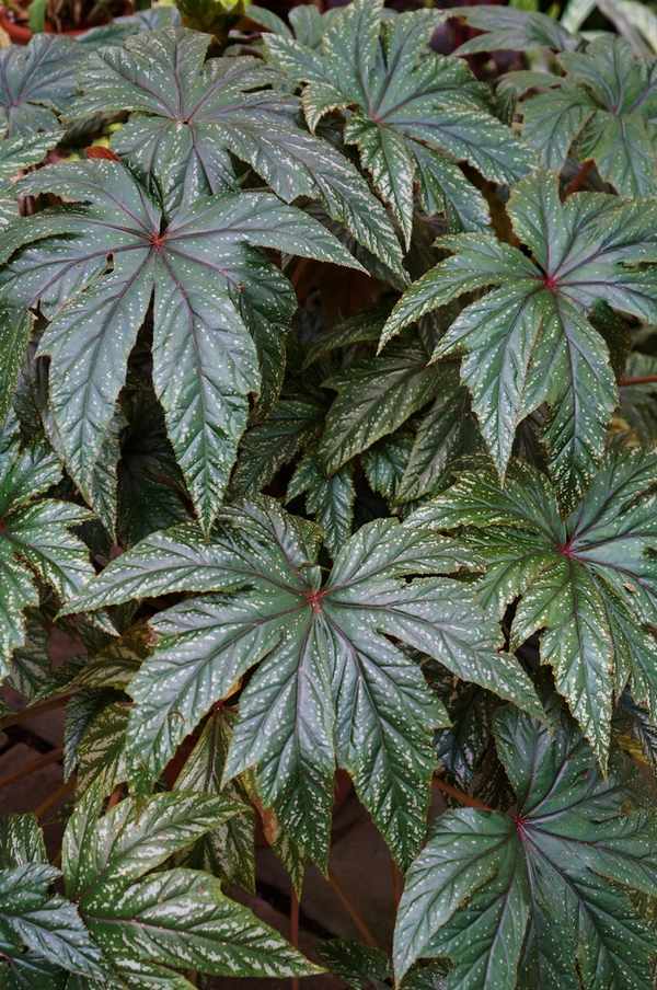 Rhizomatous begonia Silver leaf