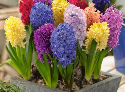 amazing-hyacinth-colors-spring-flowers-houseplants