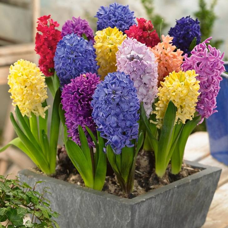amazing hyacinth colors spring flowers houseplants
