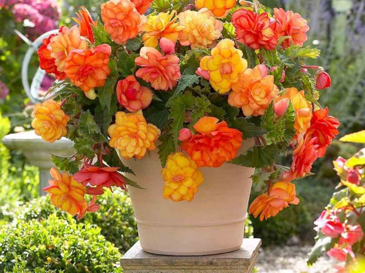Beautiful flowering plants - How to grow begonia in the garden and indoors
