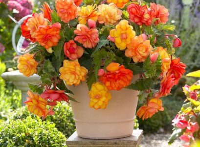 beautiful-begonia-in-flower-pot