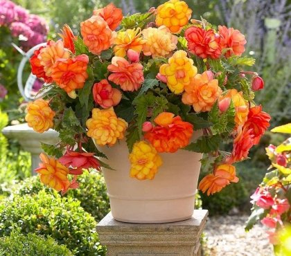 beautiful-begonia-in-flower-pot