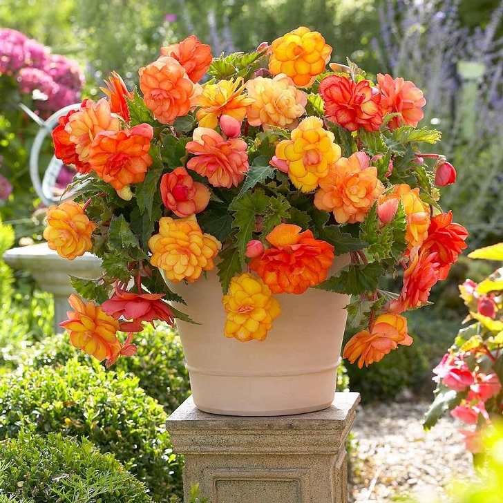 beautiful begonia in flower pot