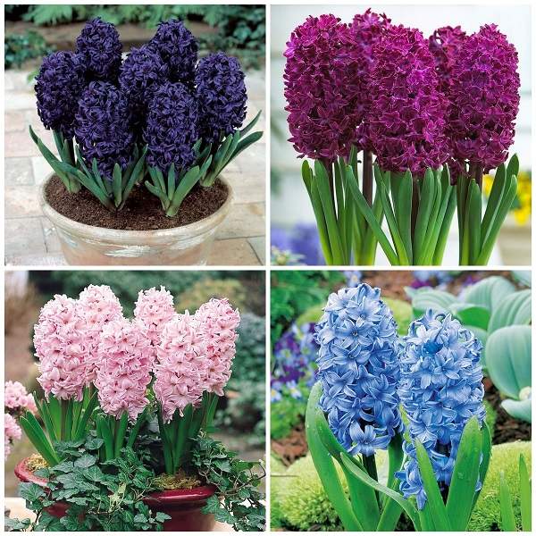 beautiful spring flowers hyacinth varieties and colors
