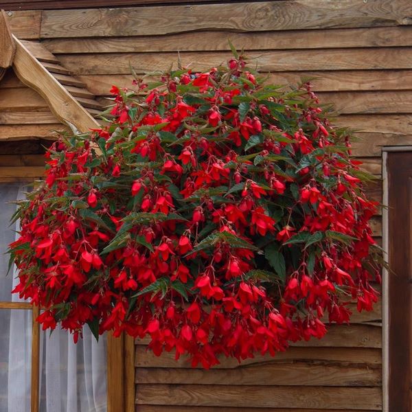 blooming-begonia-in-hanging-basket