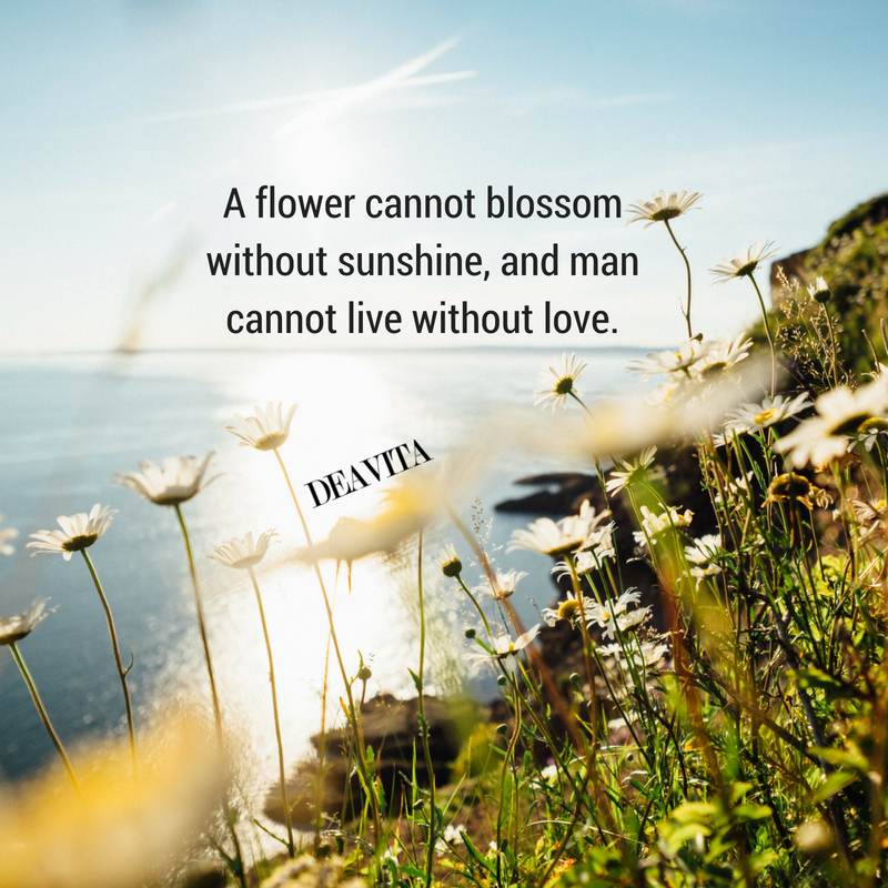 flower quotes with beautiful photos