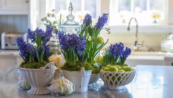 flowering house plants hyacinth