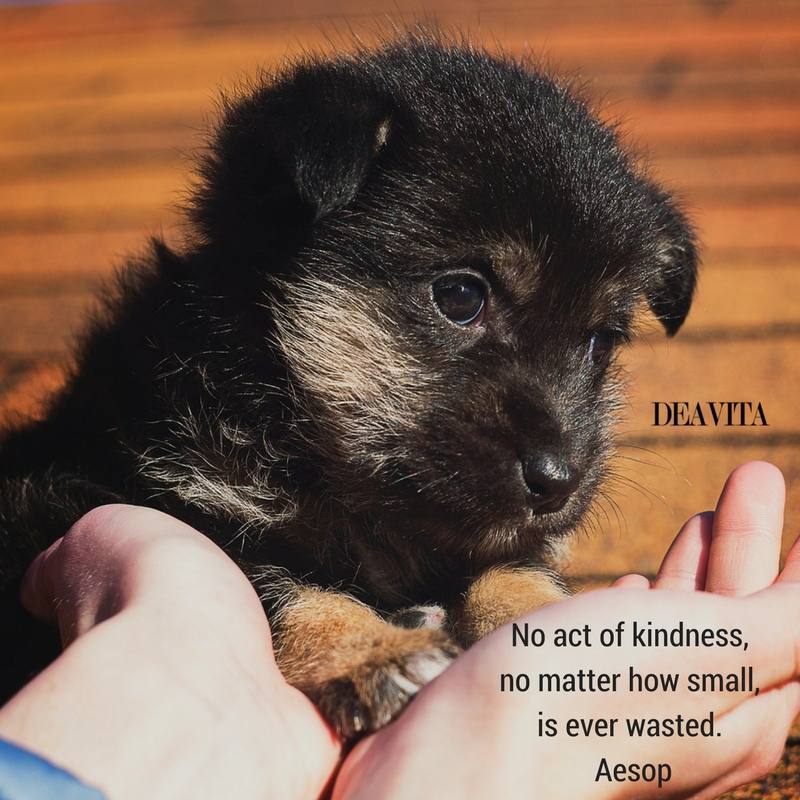 great sayings and quotes about kindness