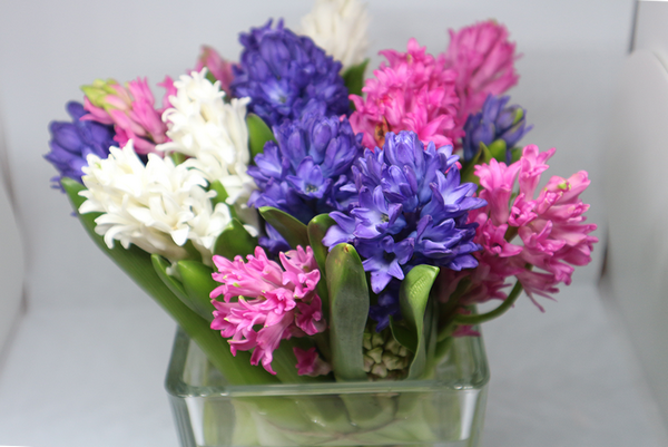 how to grow Hyacinth in a glass vase
