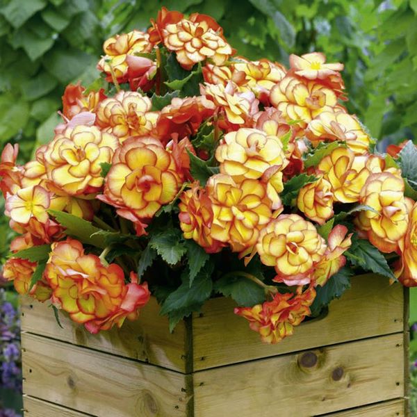 how-to-grow-begonia-care-tips