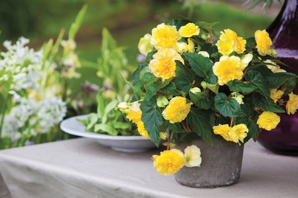 how-to-grow-begonia-in-flower-pots