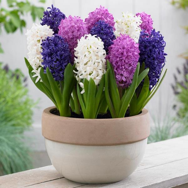 how to grow hyacinth in flower pots