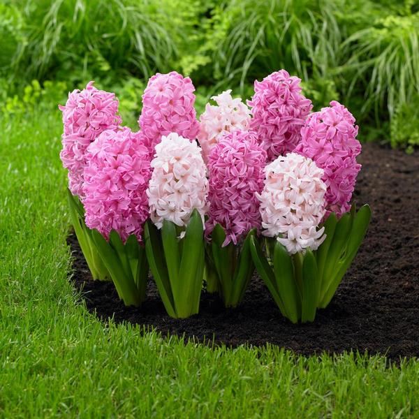 how to grow hyacinth in the garden