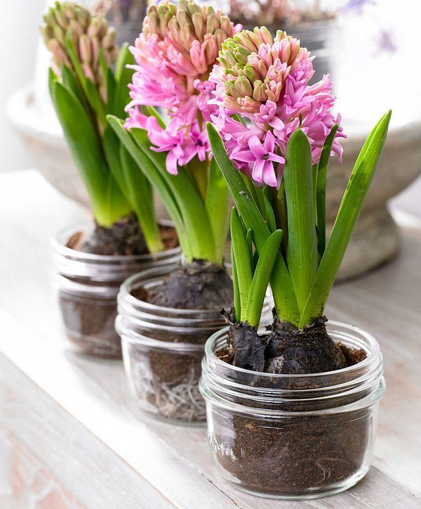how to grow hyacinth indoors