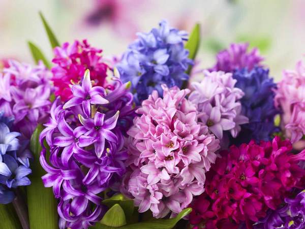 how to grow hyacinths tips and ideas