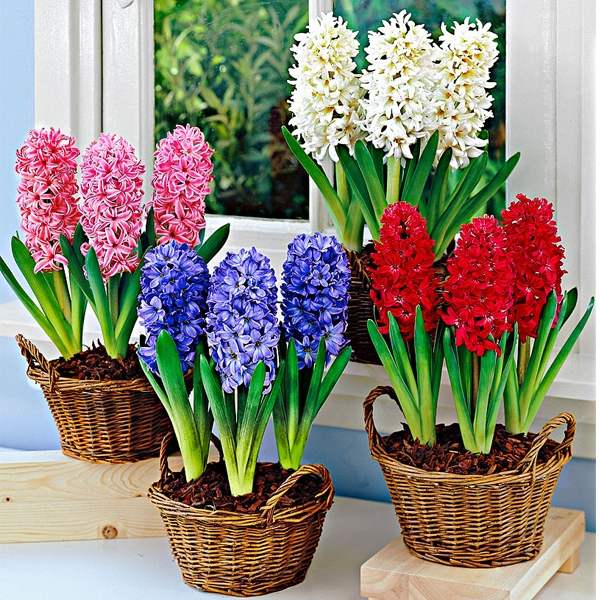 how to plant hyacinth in flower pots