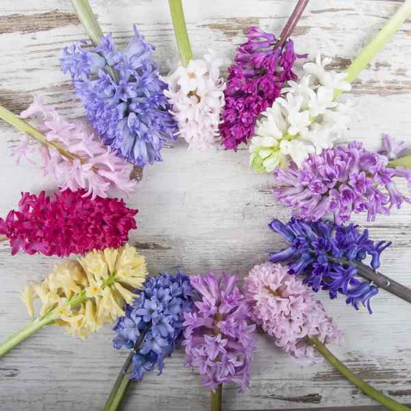 hyacinth colors planting care watering