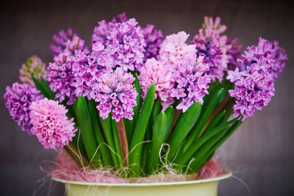 pink Hyacinth in flower pot