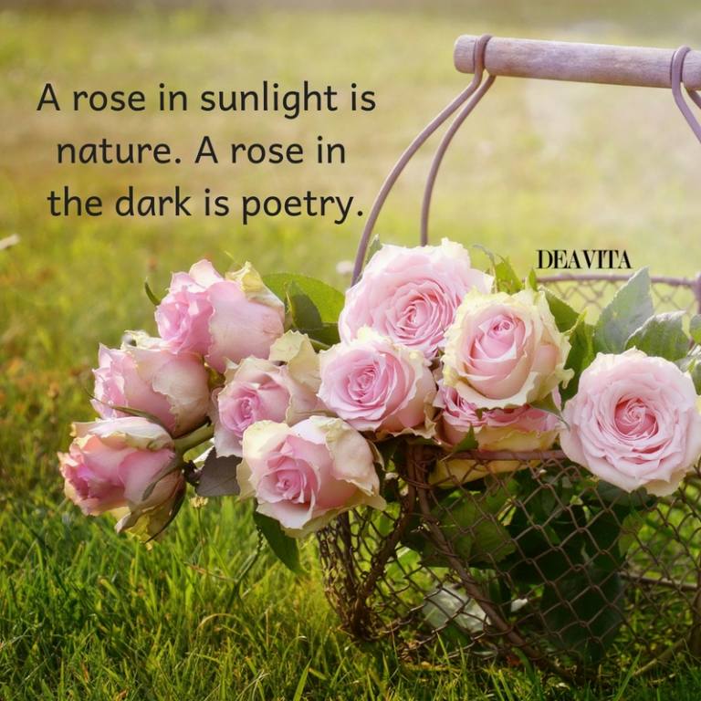 rose quotes and sayings with photos