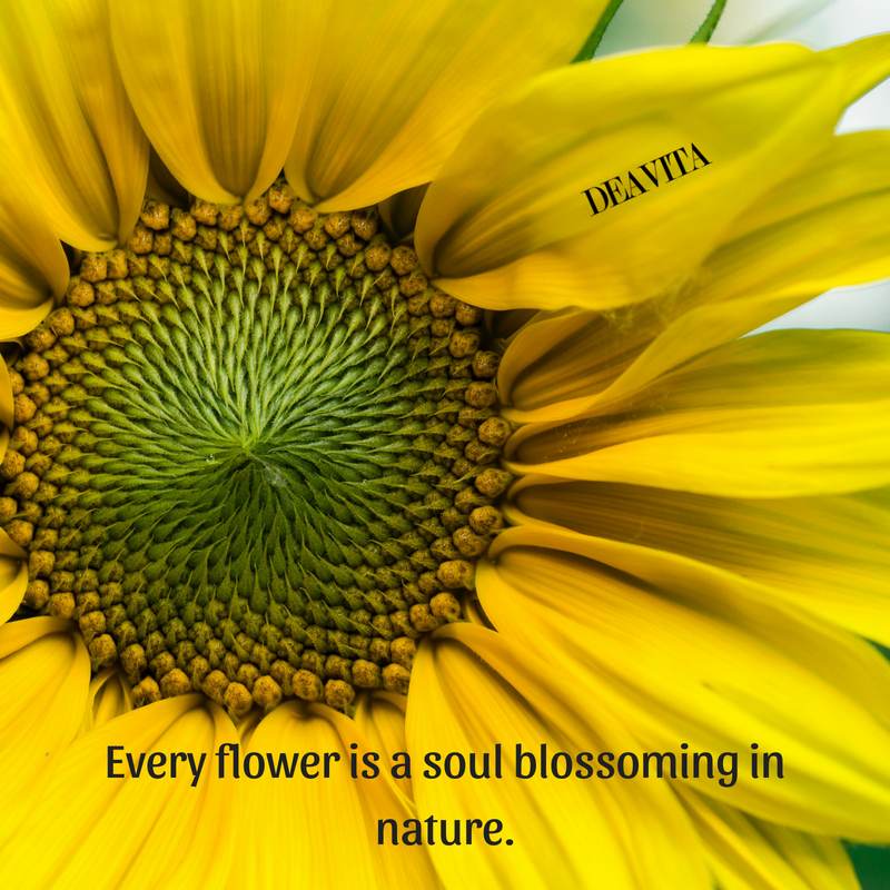 flowers and nature sayings and quotes