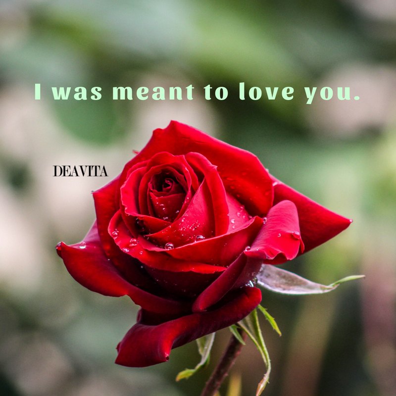 romantic quotes I was meant to love you