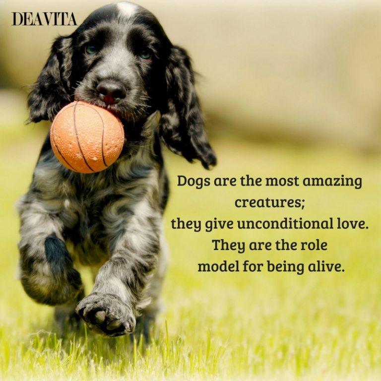 Dogs are the most amazing creatures fun and cool quotes