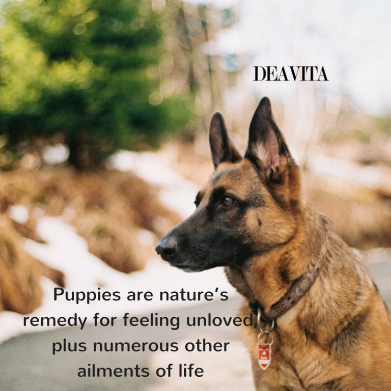 Puppies quotes cards about dogs