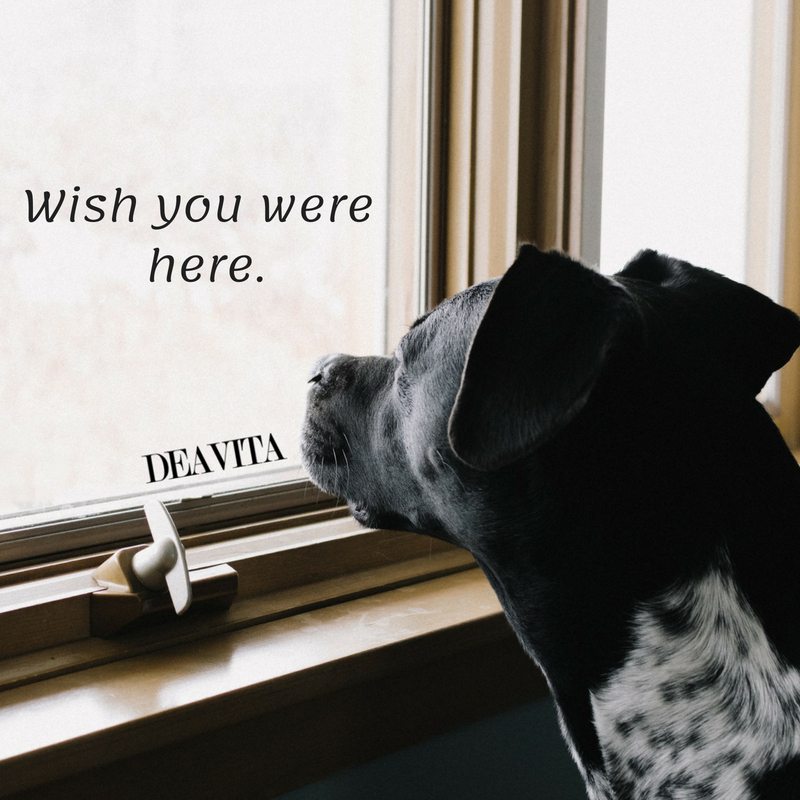Wish you were here quotes and sayings