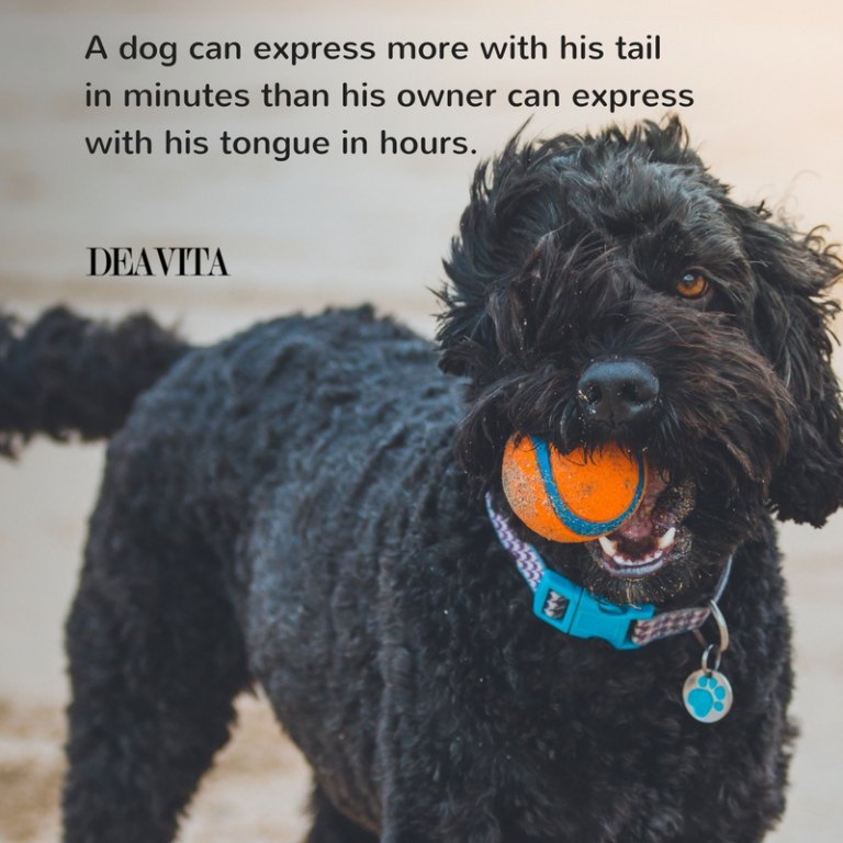 adorable dog quotes with images