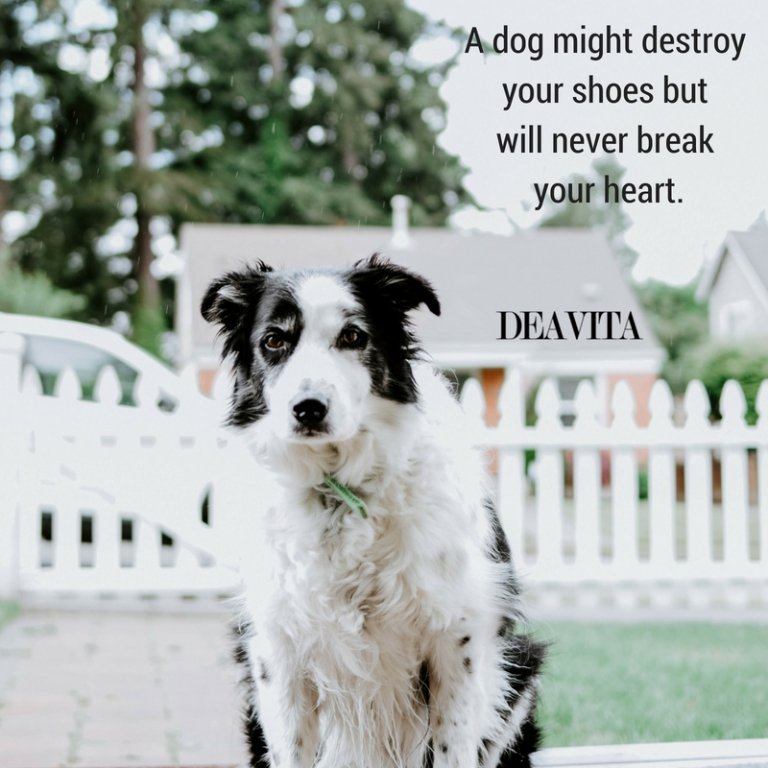 best dog quotes and short sayings