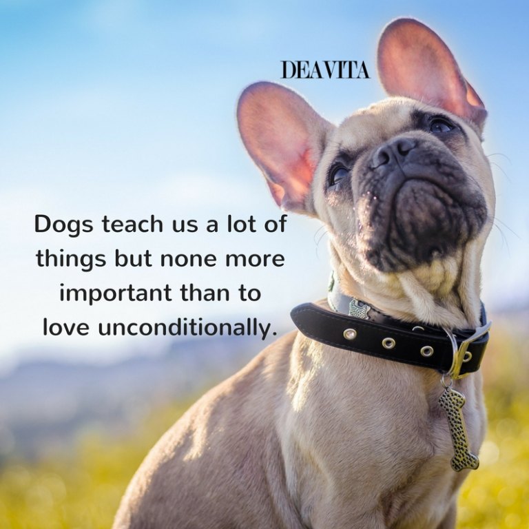 best short quotes about pets Dogs teach us a lot of things