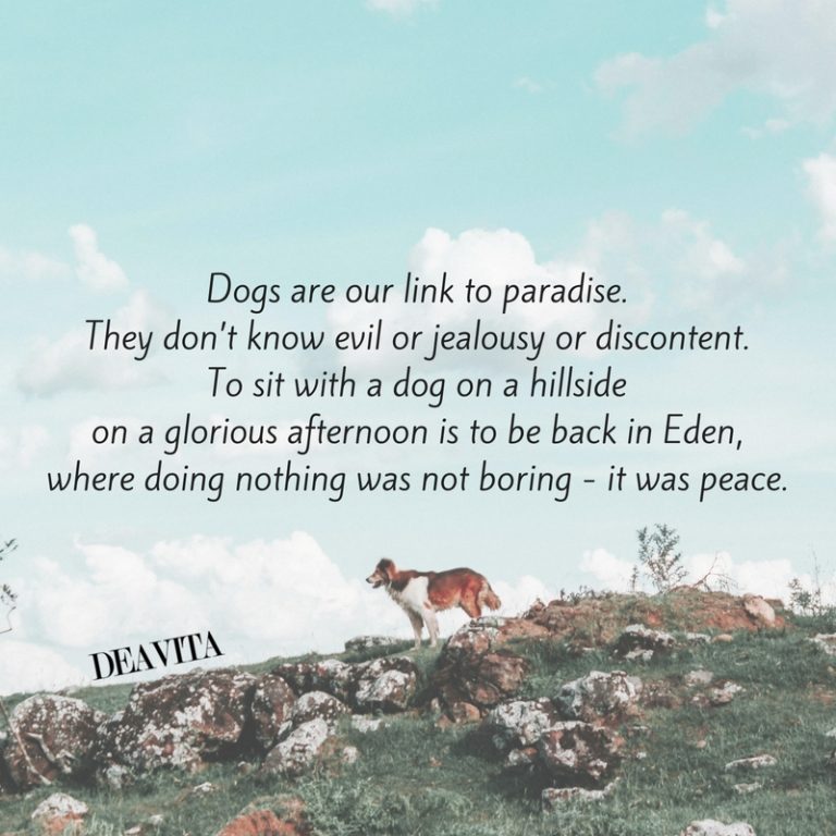 cards and quotes about dogs