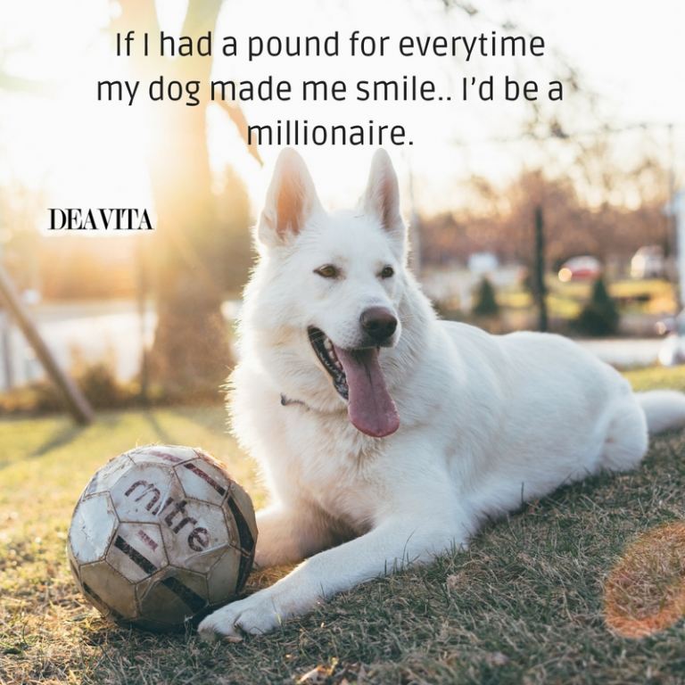 cool and funny quotes about dogs